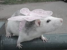 a rat in a pink fairy costume on top of a fence