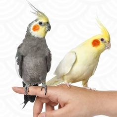 two birds are perched on the palm of a person's hand as they stand next to each other