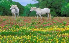 two unicorns are standing in a field of flowers