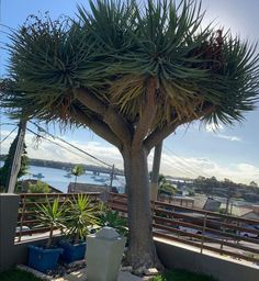 a large tree sitting on top of a roof