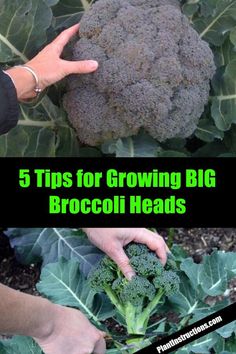 broccoli heads are growing in the garden and being held by someone's hands