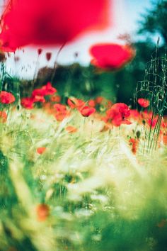 a field full of red flowers and grass with a blurry sky in the background