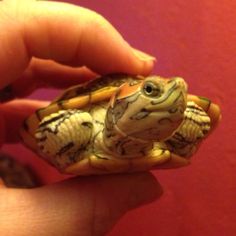 a small turtle sitting on top of a persons hand