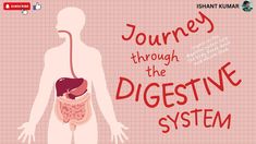 How Does the Digestive System Work? | How your digestive system works | Organs of the Digestive SystemAbout this video:If you were looking for information ab... Digestive System Parts, The Digestive System, Life Space, Healthy Digestive System, Women's Fitness Motivation, Lamborghini Cars, Gym Workout Tips, Presentation Slides