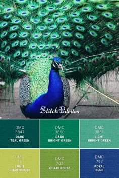 a peacock with its feathers spread out and colors in the bottom right corner are green, blue, yellow, and purple