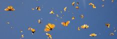 many yellow butterflies flying in the blue sky