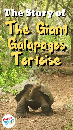 The Story of the Giant Galapagos Tortoise Galapagos Islands Photography, The Galapagos Islands, Pinta Giant Tortoise, Galapagos Giant Tortoise, Gentle Giant, Amazing Stories