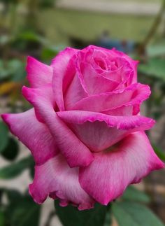 a pink rose with green leaves in the background