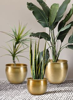 Vintage DecorThis exquisite piece seamlessly blends vintage aesthetics with modern elegance, making it the perfect addition to any home or special occasion. An aluminum decorative Pot with a Brass Look is perfect for any use around the home.Recommended UsesThis pot can be a striking home for your favorite plants, bringing a touch of greenery into your living space. Its unique design also makes it an ideal choice as a flower vase for weddings and events, adding a captivating centerpiece that will Brass Vase Decor, Brass Planters, Green Flower Pots, White Office Decor, Aluminum Vase, Modern Flower Vase, Gold Planter, Brass Pot, Brass Planter