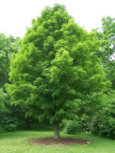 Sugar Maple | Medium Tree Seedling | The Jonsteen Company Maple Tree Seeds, Tree Seedlings, Red Maple, Sugar Maple, Tree Seeds, Shade Trees, Maple Tree, Deciduous Trees, Tree Shapes