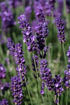 lavender flowers are blooming in the field