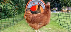 two chickens are standing in the grass near a chicken coop with an orange and gray door