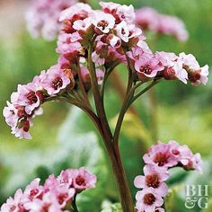 small pink flowers are blooming in the garden