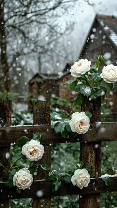 some white roses are growing on a wooden fence in the snow, with a house in the background