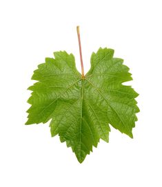 a green leaf on a white background