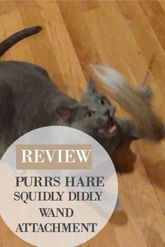 a gray cat playing with a white frisbee on top of a wooden floor