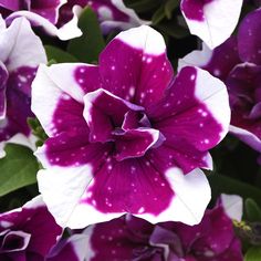 purple and white flowers with green leaves in the background