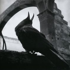 a large black bird sitting on top of a stone wall next to an arch in a building