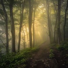 the sun shines through the foggy trees on a trail in the woods,