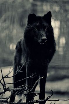 a black wolf standing next to a tree branch