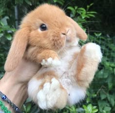 a person holding a brown and white bunny in their hand with green plants behind it