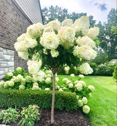 white hydrangeas are growing in the front yard