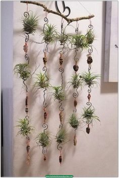 there are many air plants hanging on the wall next to the number twenty five sign