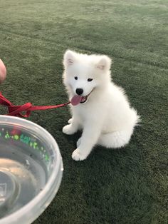 a small white dog sitting on top of a green field next to a water bowl