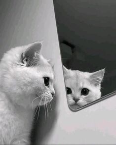 a white cat looking at itself in the mirror