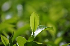 a close up view of some green leaves