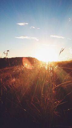 the sun shines brightly through tall grass