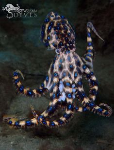 an octopus with blue and white spots on its body