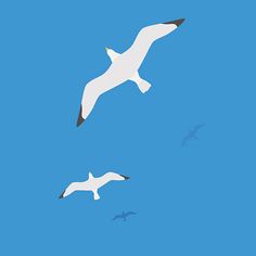 two seagulls flying in the blue sky with one bird above and another bird below