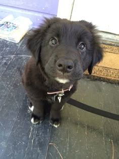 a black puppy sitting on top of a floor next to a door and looking at the camera