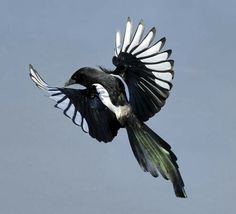 a black and white bird flying through the air