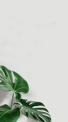 a green plant with large leaves on a white table top next to a gray wall