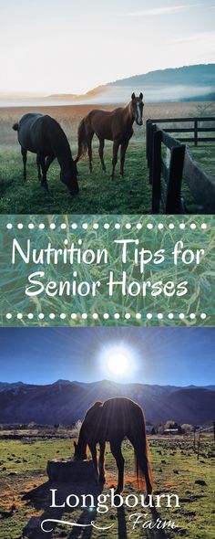 two horses grazing in an open field with the words nutrition tips for senior horses written below