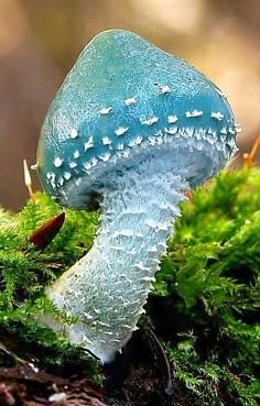 a blue mushroom sitting on top of a green moss covered ground with drops of water