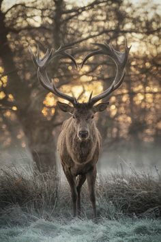 a deer with large antlers standing in the grass