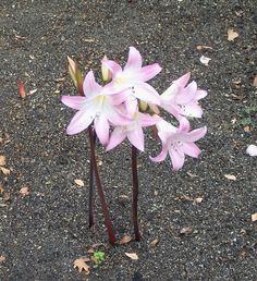 some pink and white flowers are in the middle of gravel road with leaves on the ground