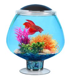 an aquarium with fish and corals in it on top of a white background,