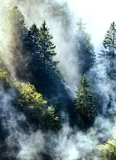 the trees are covered in mist and fog