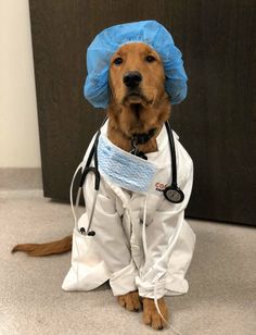 a dog wearing a doctor's outfit sitting on the floor