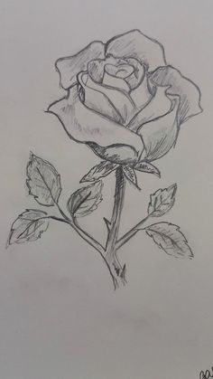 a pencil drawing of a rose with leaves