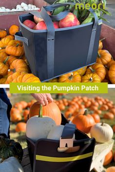 pumpkins and gourds are sitting on the ground