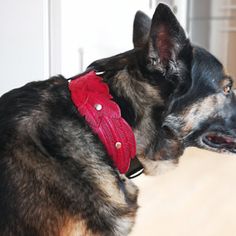 a dog is wearing a red collar with feathers on it's head and looking at something in the distance