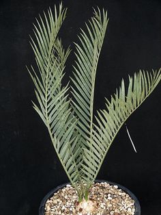 a plant that is sitting in a pot on a black surface with rocks and gravel around it