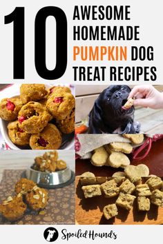 the top ten homemade pumpkin dog treats