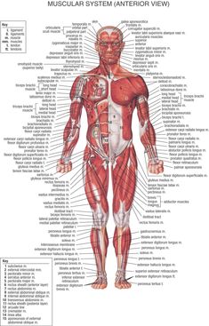 an image of the muscular system