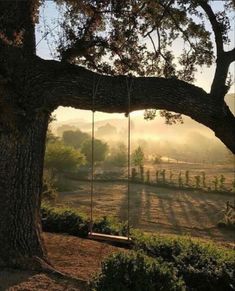 a tree with a swing hanging from it's branches in front of a field